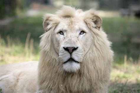 A male white lion weighs up to 530 pounds and a female up to 400 pounds. The male white lion is up to 10 feet long and 4 feet high and up to 6 feet long and 3.6 feet for females. Their average lifespan is about 18 years. In the wild, the female lion, the lioness, gives birth to 2-4 cubs every two years. The baby cubs are born blind and depend ...